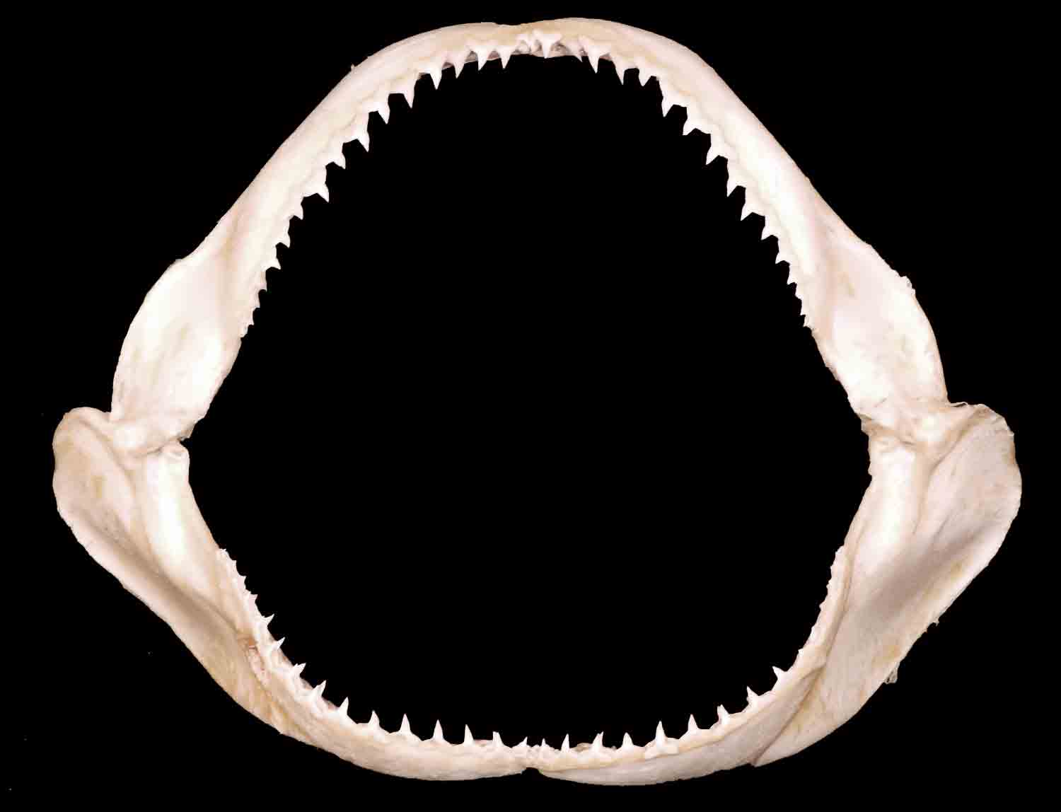 L'Arca di Noè Carcharhinus brachyurus Copper Shark's Jaws (4